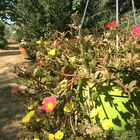 Le Stanze Di Zelinda Farm stay *